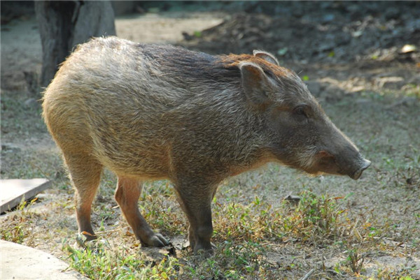 野豬是保護動物嗎