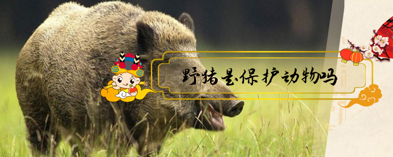 野豬是保護動物嗎