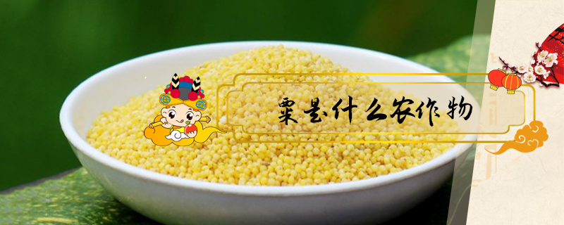粟是什么農(nóng)作物