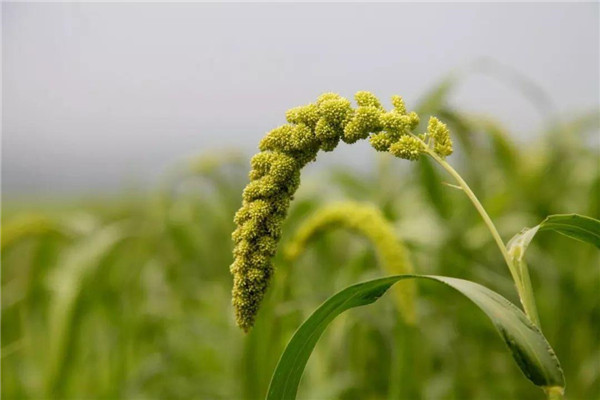 粟是什么農(nóng)作物