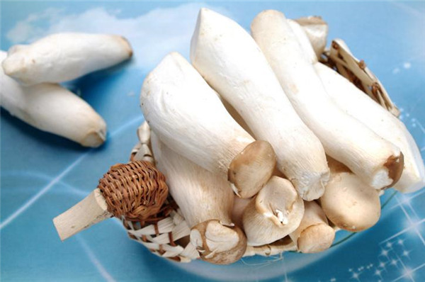 杏鮑菇的禁忌