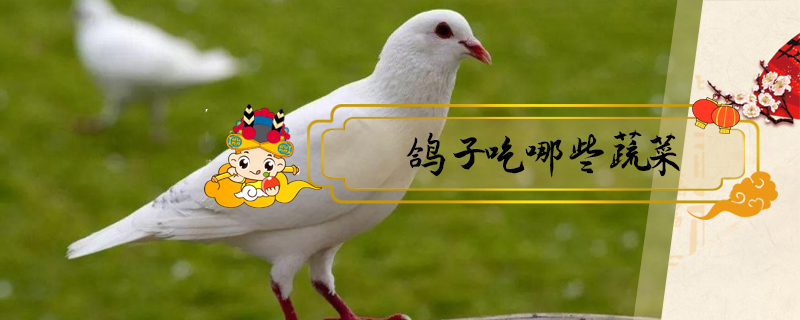 鴿子吃哪些蔬菜