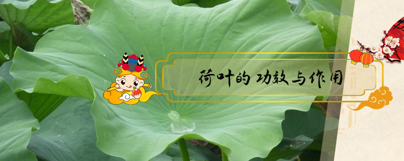 荷葉的功效與作用