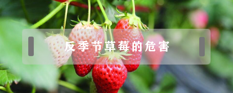 反季節草莓的危害