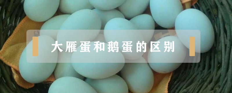 大雁蛋和鵝蛋的區(qū)別