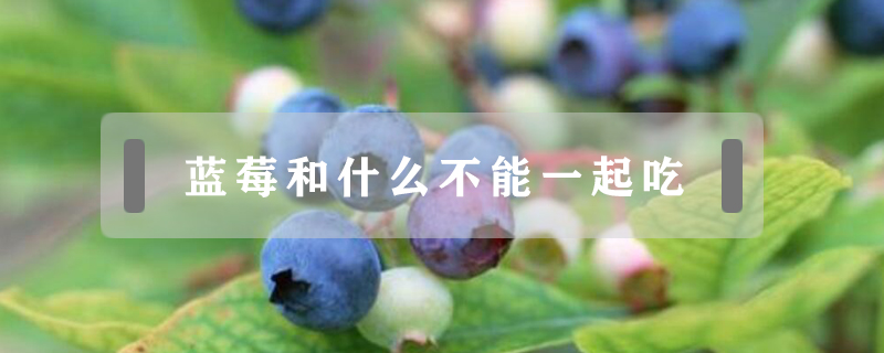 藍莓和什么不能一起吃