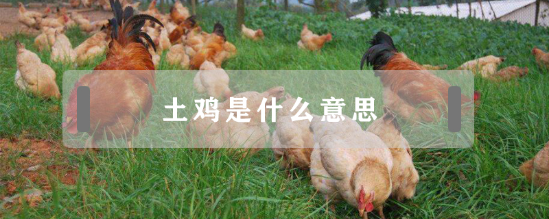 土雞是什么意思