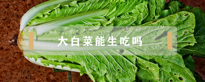 大白菜能生吃嗎