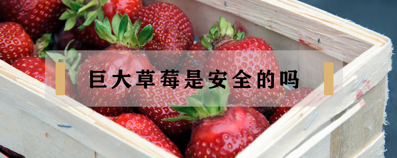 巨大草莓是安全的嗎