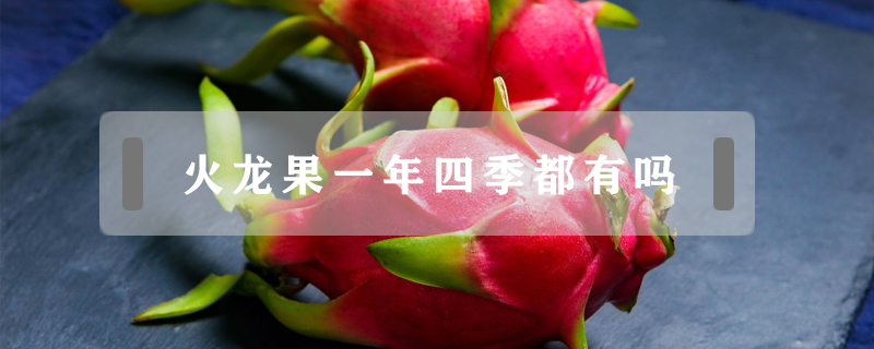 火龍果一年四季都有嗎