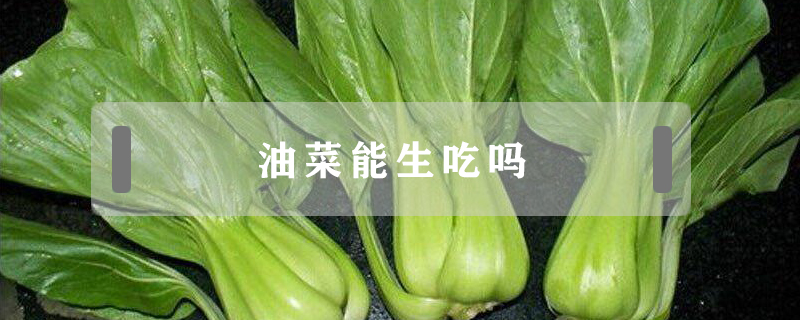 油菜能生吃嗎