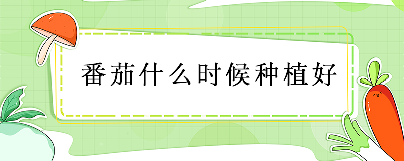 番茄什么時(shí)候種植好