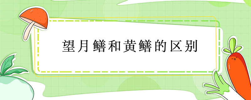 望月鱔和黃鱔的區別