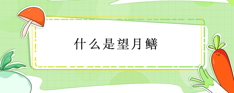 什么是望月鱔
