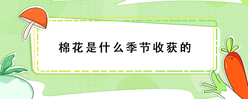 棉花是什么季節(jié)收獲的