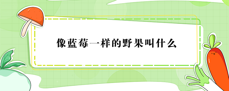 像藍(lán)莓一樣的野果叫什么