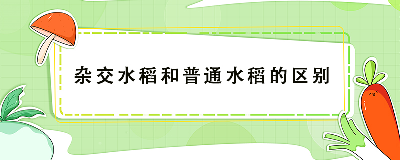 雜交水稻和普通水稻的區別
