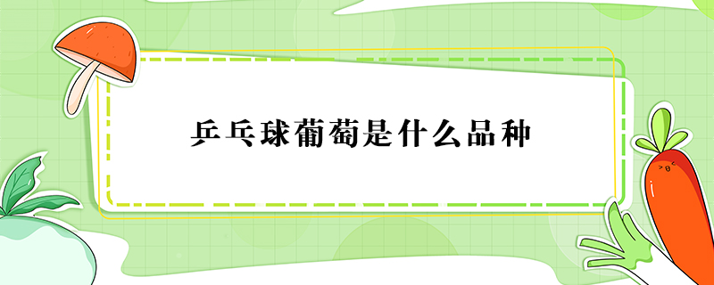 乒乓球葡萄是什么品種