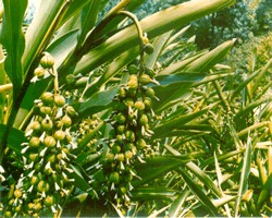 連環(huán)砂仁