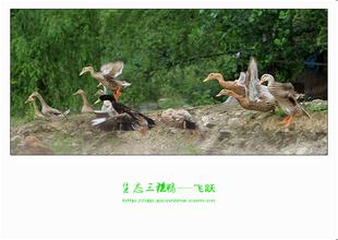 三穗鴨