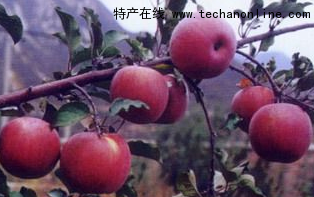 延慶國光蘋果