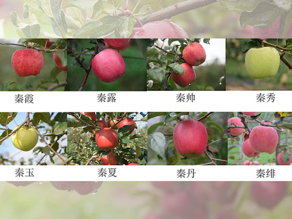8款國產蘋果新品種獲得新品種權