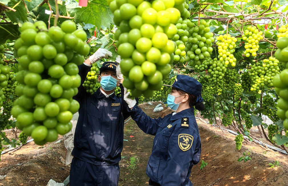 中國首次通過海運向澳大利亞出口葡萄